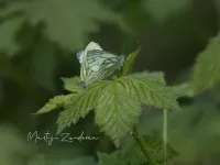 Klein geaderd witje [Pieris napi]